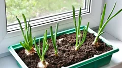How to Grow Green Onions on a Windowsill in Winter: Gardeners Share Simple Rules