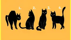 Psychological Test: Choose a Cat and Find Out How Others See You