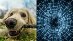 Astrologers: People Born in These Months Can Understand Animals Without Words